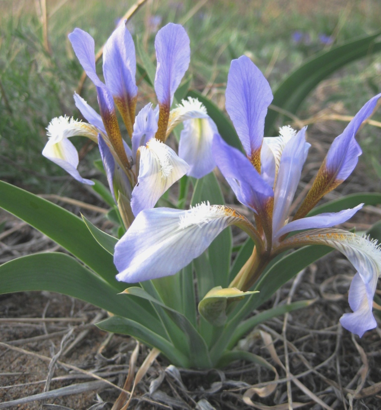 Изображение особи Iris glaucescens.