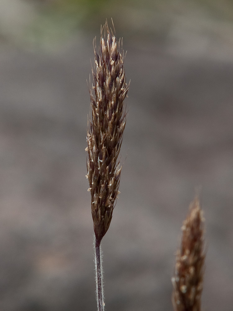 Изображение особи Trisetum spicatum.