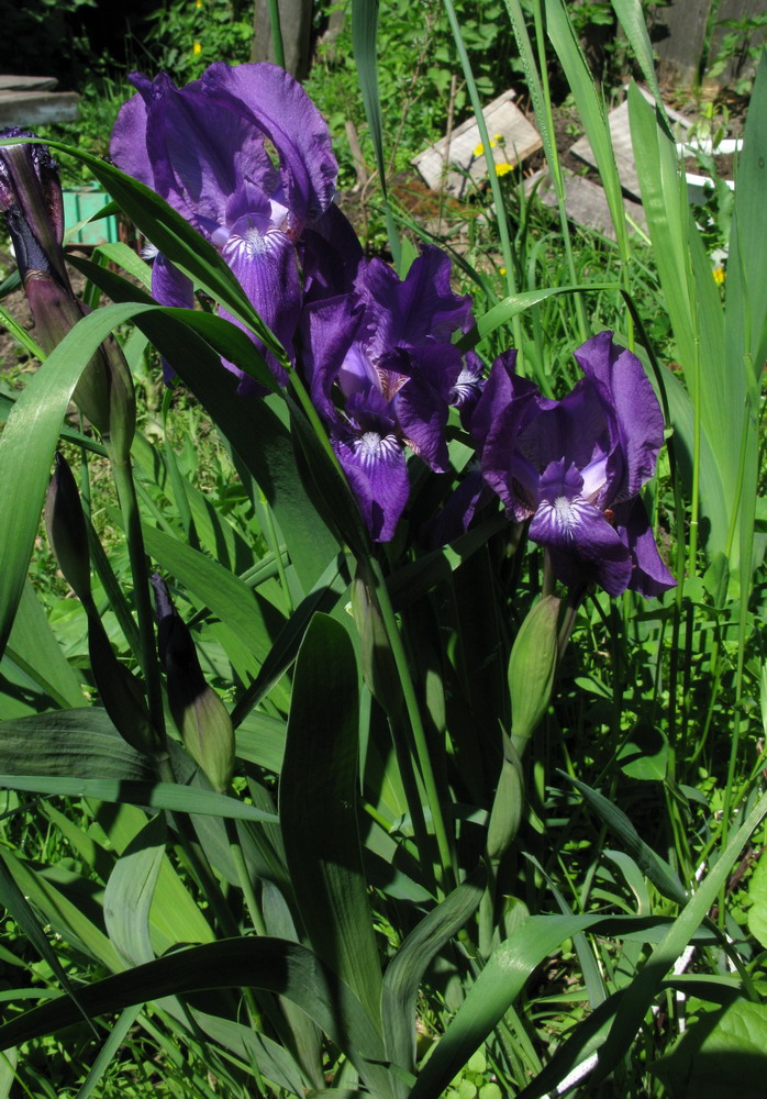 Image of Iris aphylla specimen.