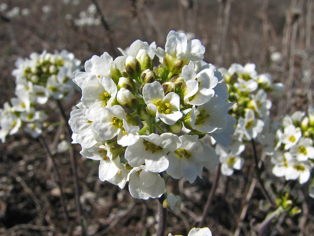 Image of Schivereckia podolica specimen.