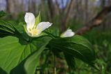 Trillium × komarovii. Верхушка цветущего растения. Южное Приморье, Чёрные горы, заповедник \"Кедровая падь\", долинный лес. 17.05.2010.