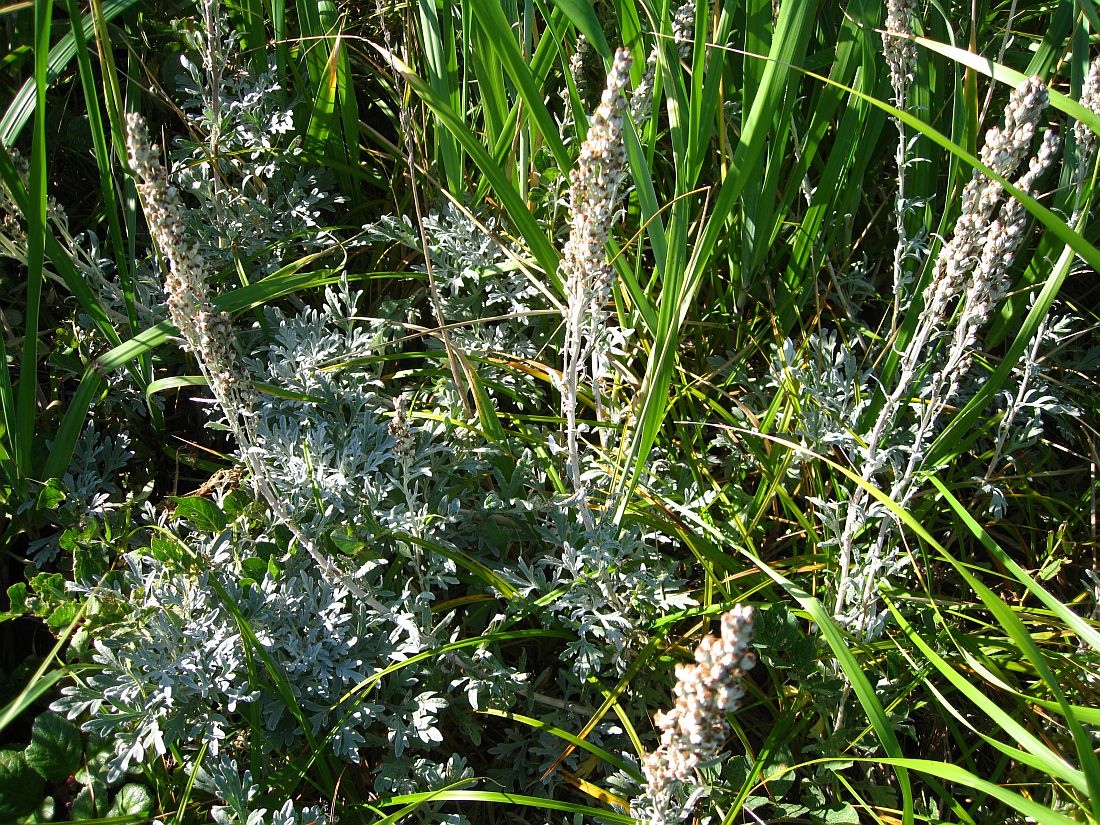 Image of Artemisia stelleriana specimen.