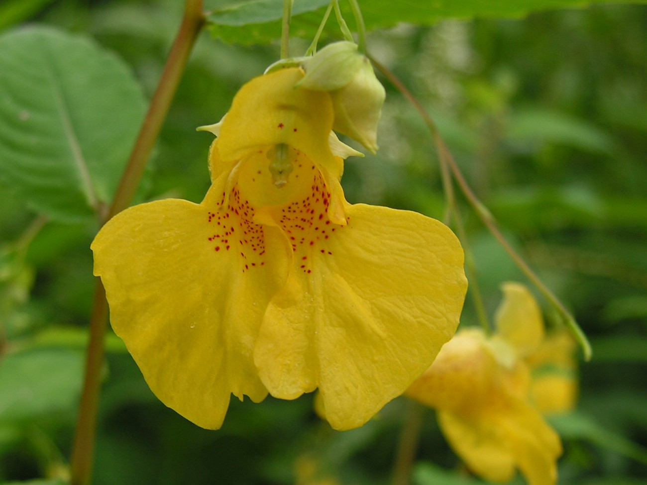 Image of Impatiens noli-tangere specimen.