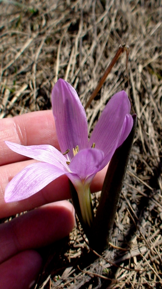 Image of Merendera raddeana specimen.