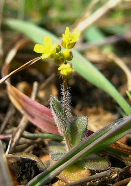 Image of Draba nemorosa specimen.