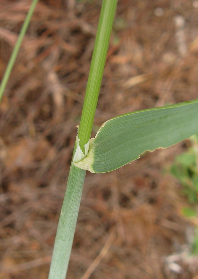 Image of genus Avena specimen.