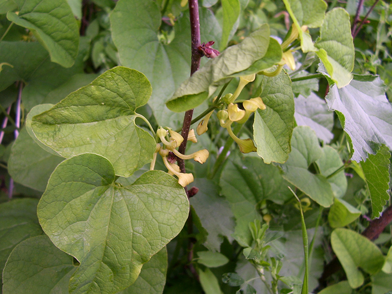 Image of Aristolochia clematitis specimen.