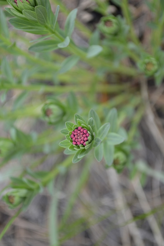 Image of Stellera chamaejasme specimen.