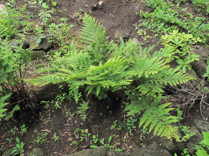 Изображение особи Athyrium sinense.