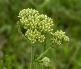 Achillea inundata