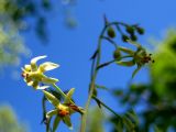 Zigadenus sibiricus. Цветки и бутоны. Республика Саха (Якутия), Томпонский р-н, с. Кескил. 01.07.2012.