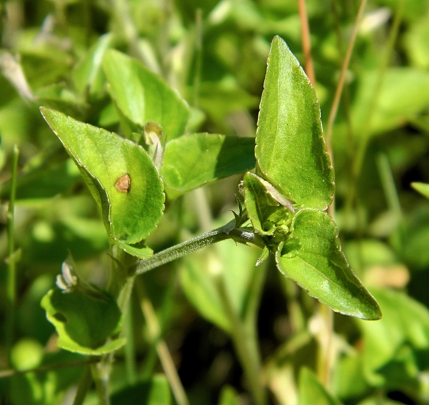 Изображение особи Viola mirabilis.