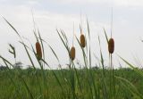 Typha laxmannii