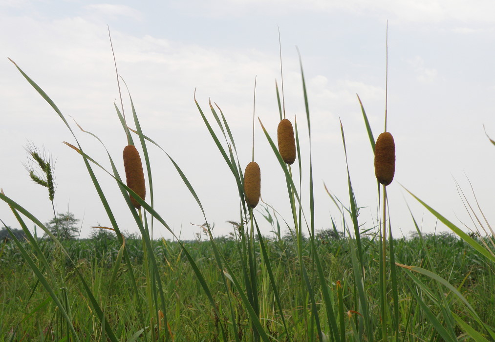 Изображение особи Typha laxmannii.