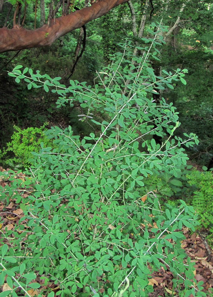 Image of Chamaecytisus colchicus specimen.