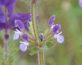 Salvia viridis