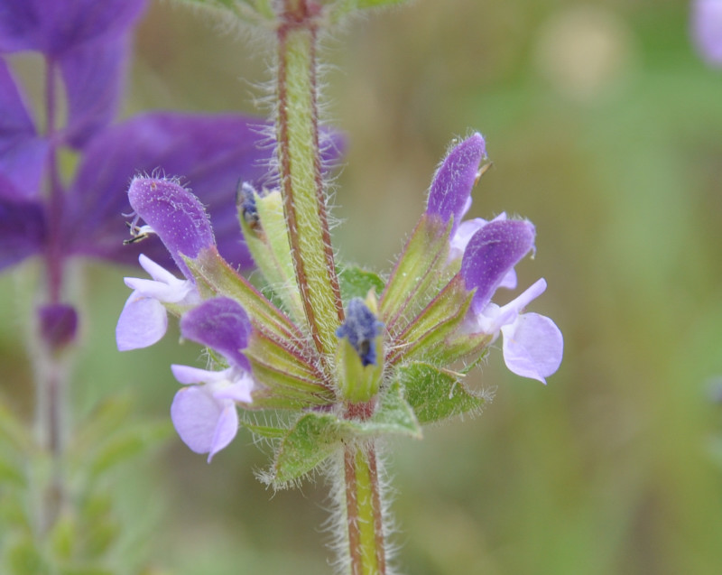 Изображение особи Salvia viridis.