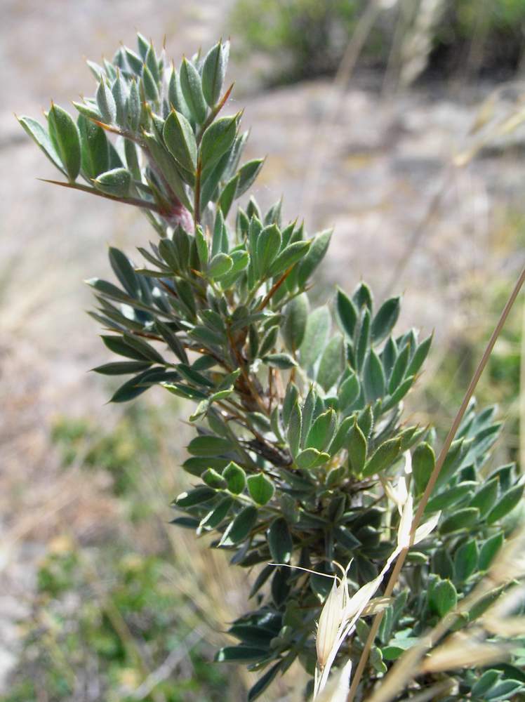 Image of Caragana bongardiana specimen.