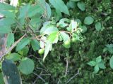 Vaccinium smallii