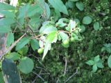 Vaccinium