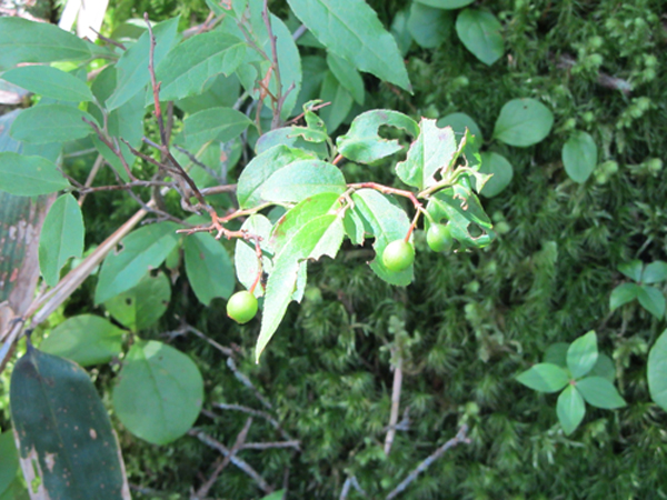 Изображение особи Vaccinium smallii.