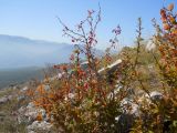 Berberis orientalis. Плодоносящее растение. Крым, гора Чатырдаг, южный склон. 29 сентября 2012 г.
