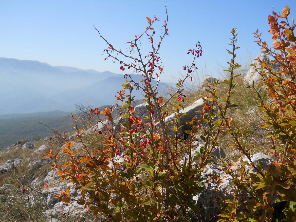 Image of Berberis orientalis specimen.