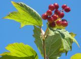 Viburnum opulus. Побег с листьями и соплодием. Подмосковье, г. Одинцово, придомовые посадки. Август 2011 г.