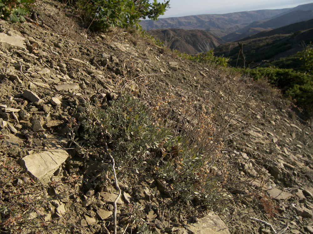 Image of Teucrium canum specimen.