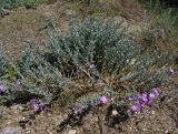 Malcolmia littorea. Цветущее растение. Испания, г. Валенсия, резерват Альбуфера, стабилизировавшаяся дюна. 6 апреля 2012 г.