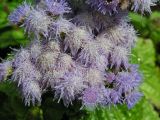 Ageratum houstonianum. Соцветие. Хабаровский край, Ванинский р-н, пос. Высокогорный, в культуре. 02.09.2011.