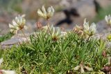 Trifolium polyphyllum. Цветущие растения. Карачаево-Черкесия, Домбай, верховья долины р. Алибек, ≈ 2500 м н.у.м. 25.07.2012.