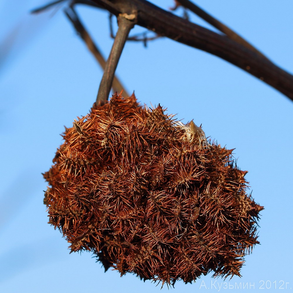 Изображение особи Glycyrrhiza echinata.