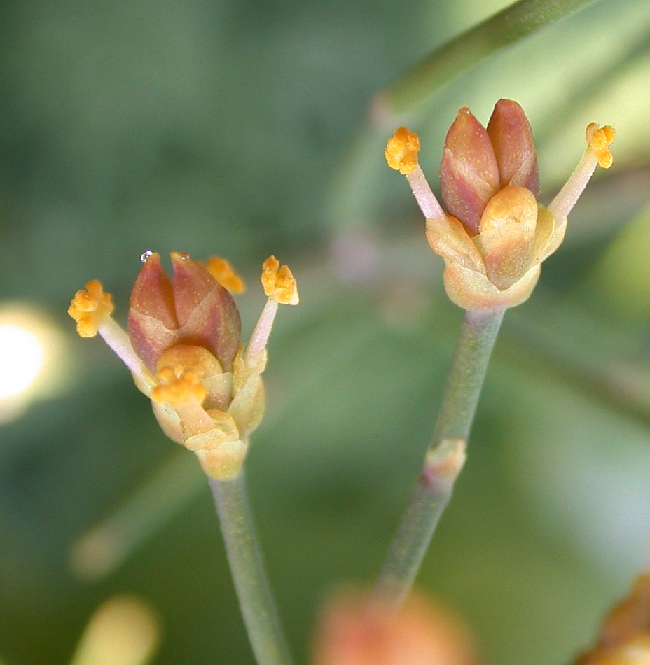 Изображение особи Ephedra foeminea.