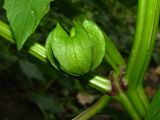 Nicandra physalodes