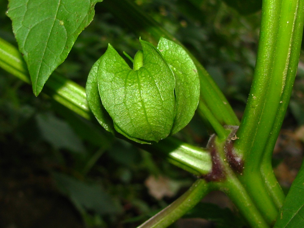 Image of Nicandra physalodes specimen.