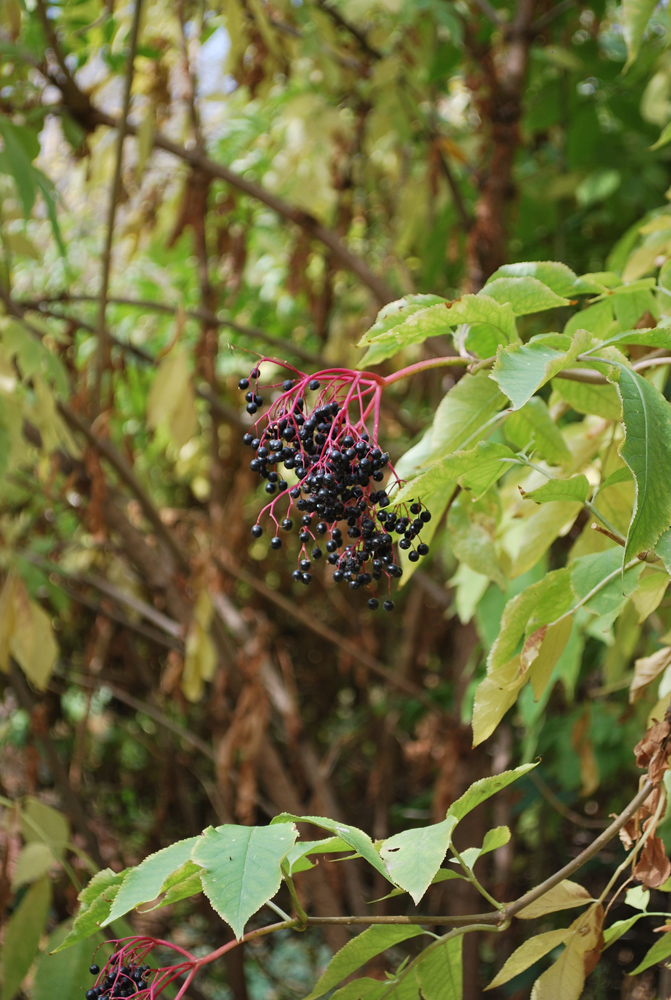 Image of Sambucus nigra specimen.