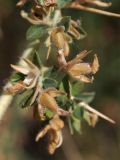 Ononis arvensis ssp. spinescens