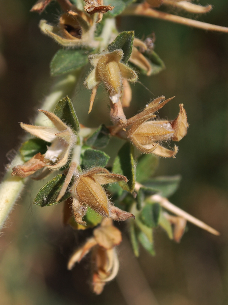 Image of Ononis arvensis ssp. spinescens specimen.