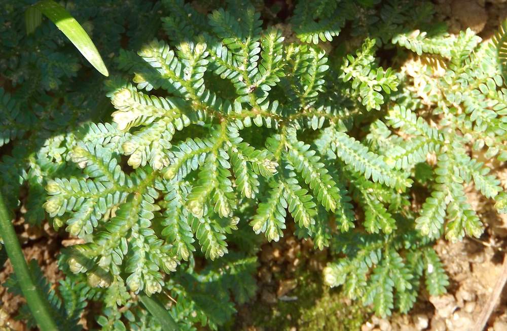 Image of genus Selaginella specimen.