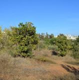 Macadamia tetraphylla