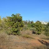 Macadamia tetraphylla. Вегетирующие деревья. Израиль, Шарон, г. Герцлия, заброшенный сад в киббуце Глиль Ям. 30.12.2010.