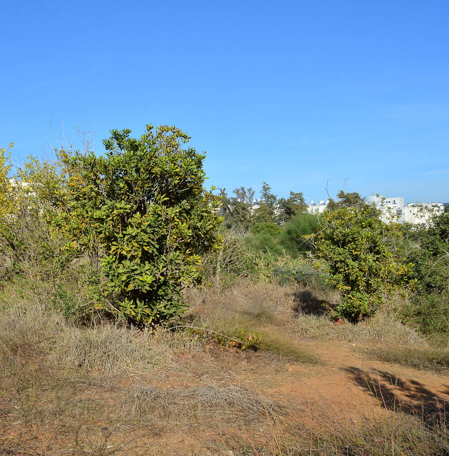 Изображение особи Macadamia tetraphylla.