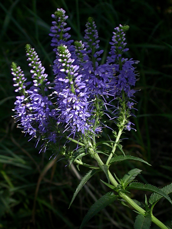 Image of Veronica longifolia specimen.