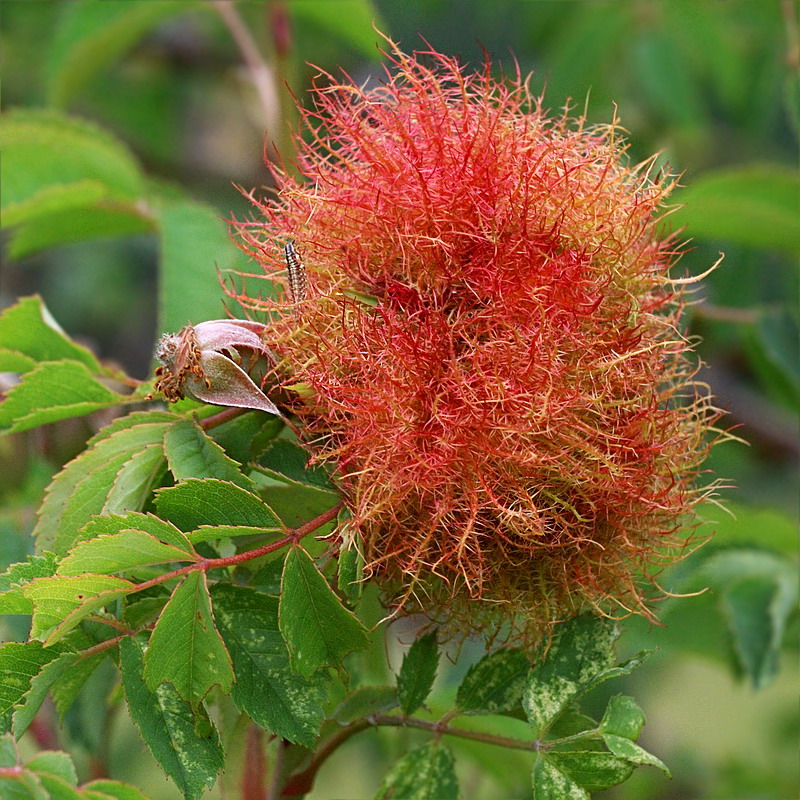 Image of Rosa canina specimen.