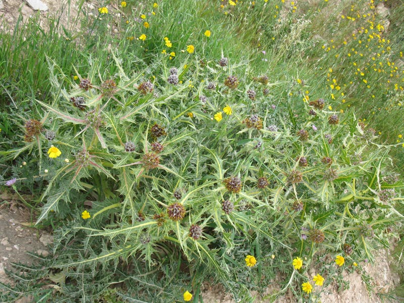 Image of Gundelia tournefortii specimen.