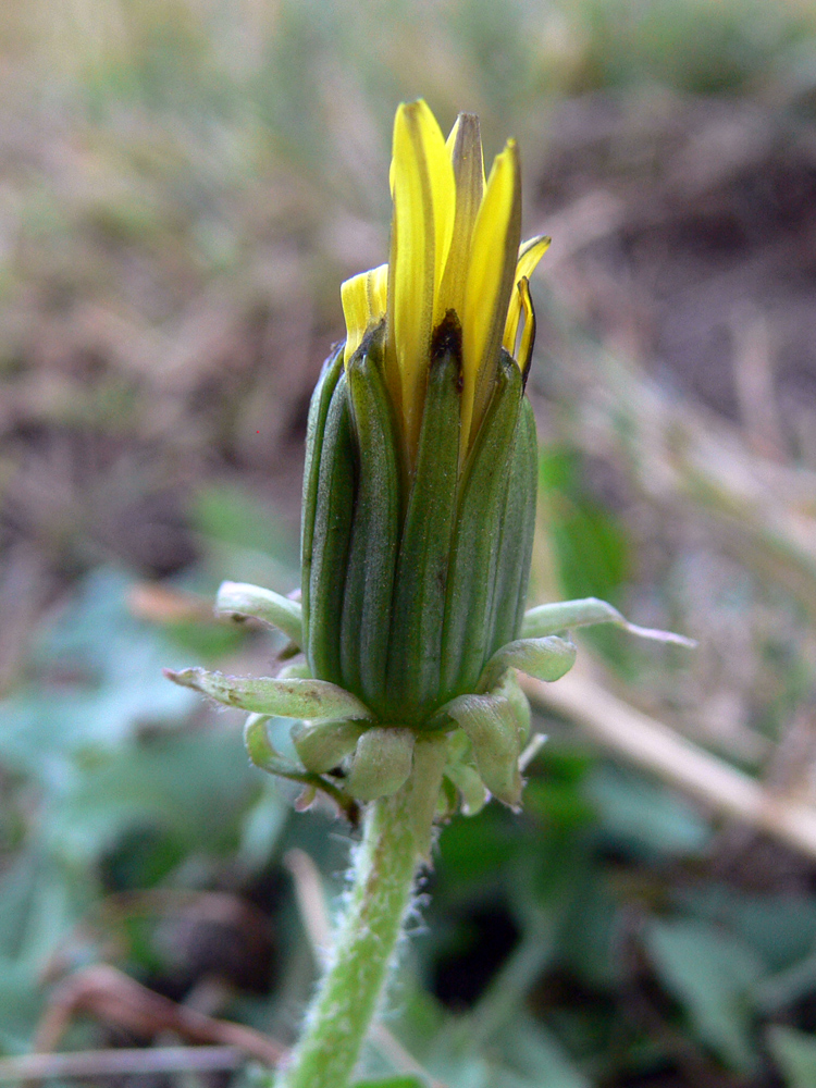 Изображение особи род Taraxacum.