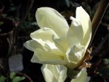 Magnolia denudata