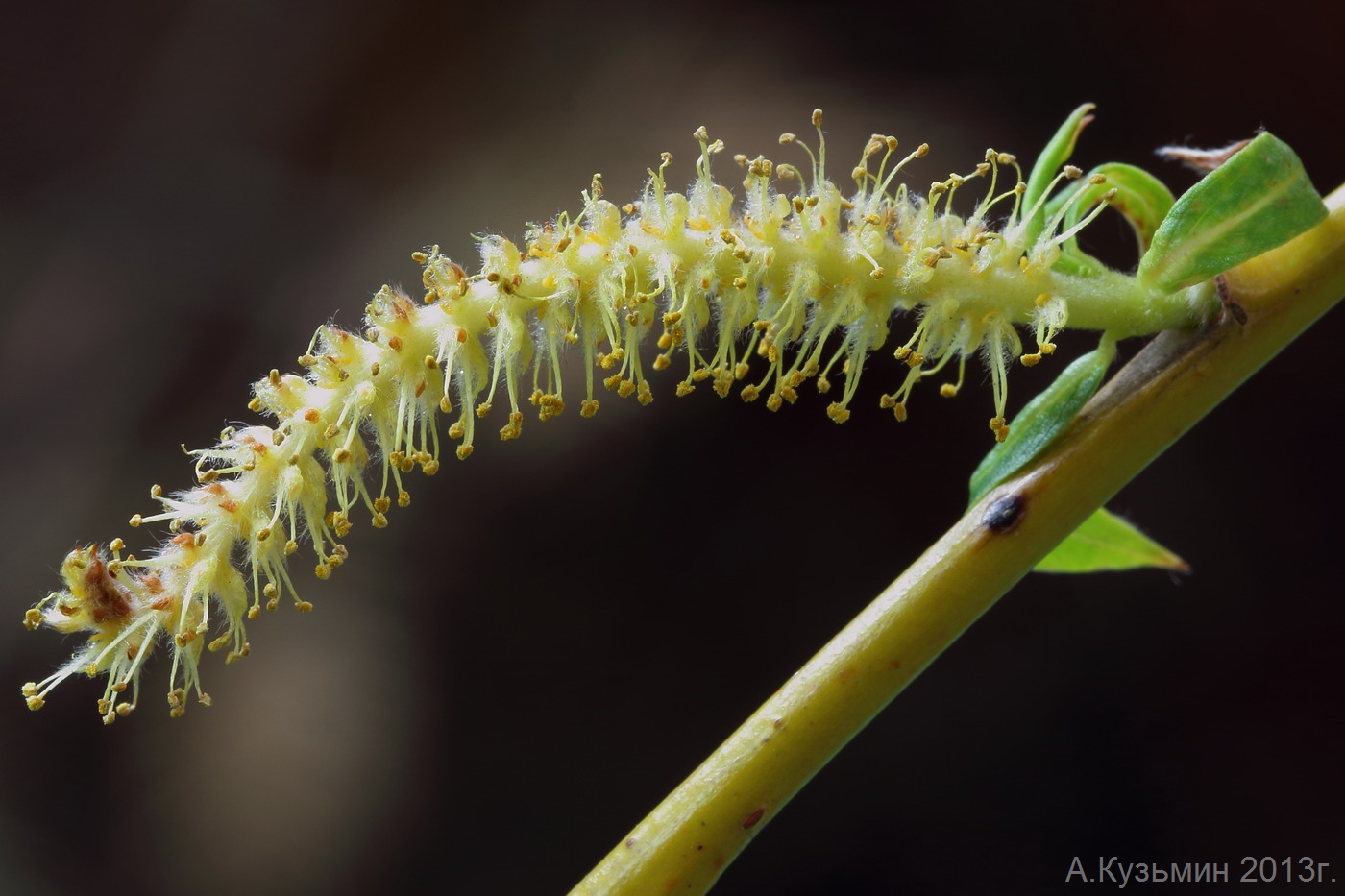 Изображение особи Salix &times; sepulcralis.