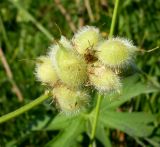 Astragalus cicer. Незрелое соплодие. Ростовская обл., дельта Дона, Азовский р-н, окр. хутора Узяк, заливной луг. 20.06.2012.